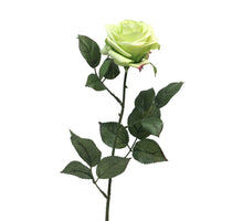 Rosa Dijon grün 64cm