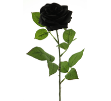Rosa Dijon schwarz 64cm