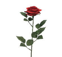 Rosa Dijon rot 64cm