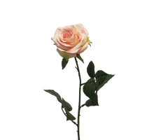 Rosa Dijon Creme/Pink 64cm