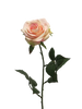 Rosa Dijon Creme/Pink 64cm