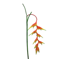 Queen Anne Spitze creme 72cm