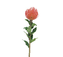Nutans Segal rot 74cm