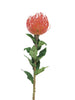 Nutans Segal rot 74cm