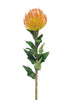 Nutans Segal orange 74cm