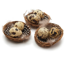 Vogelnest 