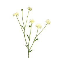 Centaurea Madelon creme 64cm