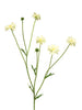 Centaurea Madelon creme 64cm