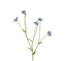 Centaurea Madelon blue 64cm