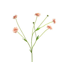 Centaurea Madelon rosa 64cm