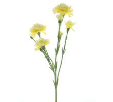 Dianthus Charly lt gelb 62cm