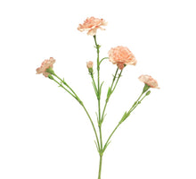 Dianthus Charly rosa 62cm