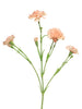 Dianthus Charly rosa 62cm