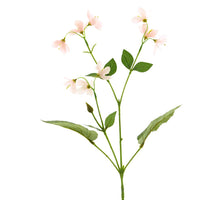 Eukalyptus Cinera lvs Busch 5x3 60cm