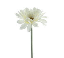 Gerbera Spray Minako Creme 47cm