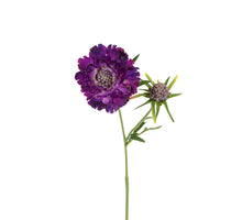 Scabiosa l58cm lila