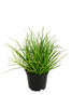 Gras h18cm p grün