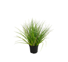 Gras h30cm p groen