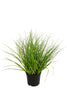 Gras, Höhe 30 cm, Farbe grün.