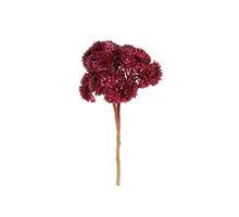 Sedum 'Pick' L20cm burgunderrot