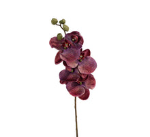 Phalaenopsis l68cm burgunderrot