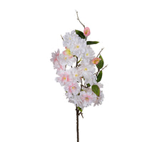 Blüte 75cm hoch, hellrosa.