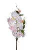 Blüte 75cm hoch, hellrosa.
