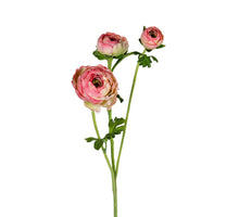 Ranunkel x3, 70 cm, dunkelrosa