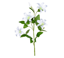 Clematis L90cm weiß