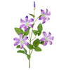 Clematis l90cm lila