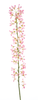 Deutzia Spray Beauty 100cm