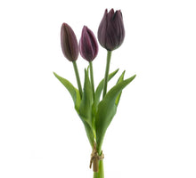Real Touch Holland Tulip bundle Sally x3 aubergine 25cm