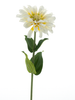 Zinnia Sprühcreme 58cm