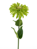 Zinnia Spray Grün 58cm