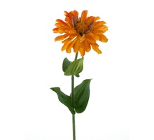 Zinnie Spray Orange 58cm