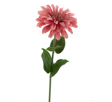 Zinnie Spray Rosa 58cm