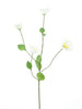 Melastoma spray cream 76cm