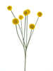Craspedia Spray Gelb 67cm