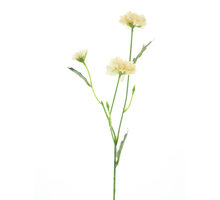 Dendranthema Spray Creme 58cm