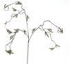 Corylus Blütenzweig grün 68cm