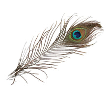 cb. 12 Pfauenfedern natur 25 cm