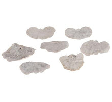 Sponge mushroom mini 500gr White-wash