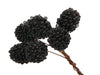 pb. 12 bundle of 6 blueberries black 28 mm