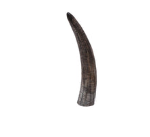 Cow horn with engraved design 25cm Natural