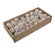 w/b. 65 glabrum/wire 10 cm white wash