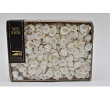 Clamrose shell 1000gr in box 15x20x6cm Natural