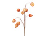 Physalis-Spray (9) orange 70 cm