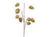 Physalis-Spray (9) grün 70 cm