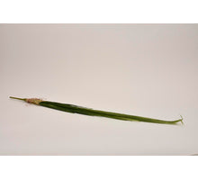 Cymbidium leaf bush green 80cm
