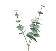 Rosa Dijon Creme 64cm